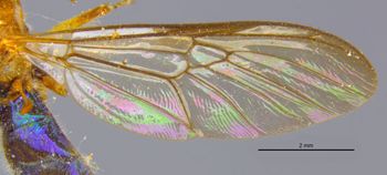 Media type: image;   Entomology 12539 Aspect: Wing front